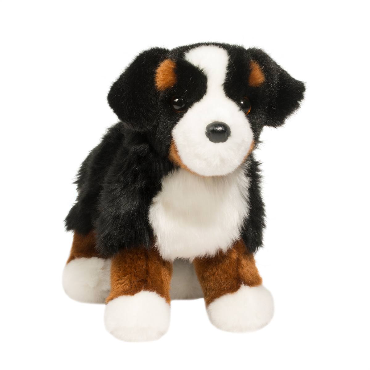 Stevie the Bernese Mountain Dog
