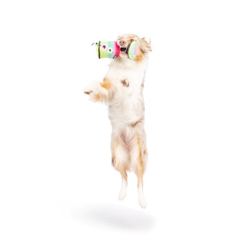 Witch's Potion Dog Toy