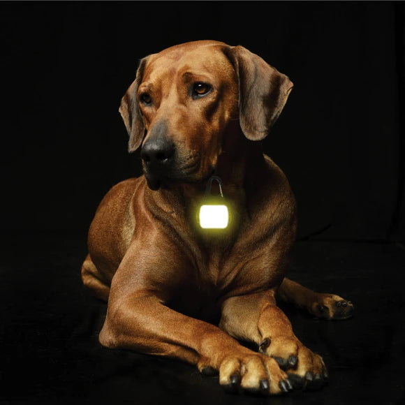 Collar Safety Light