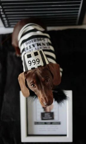 Furry Inmate Tee