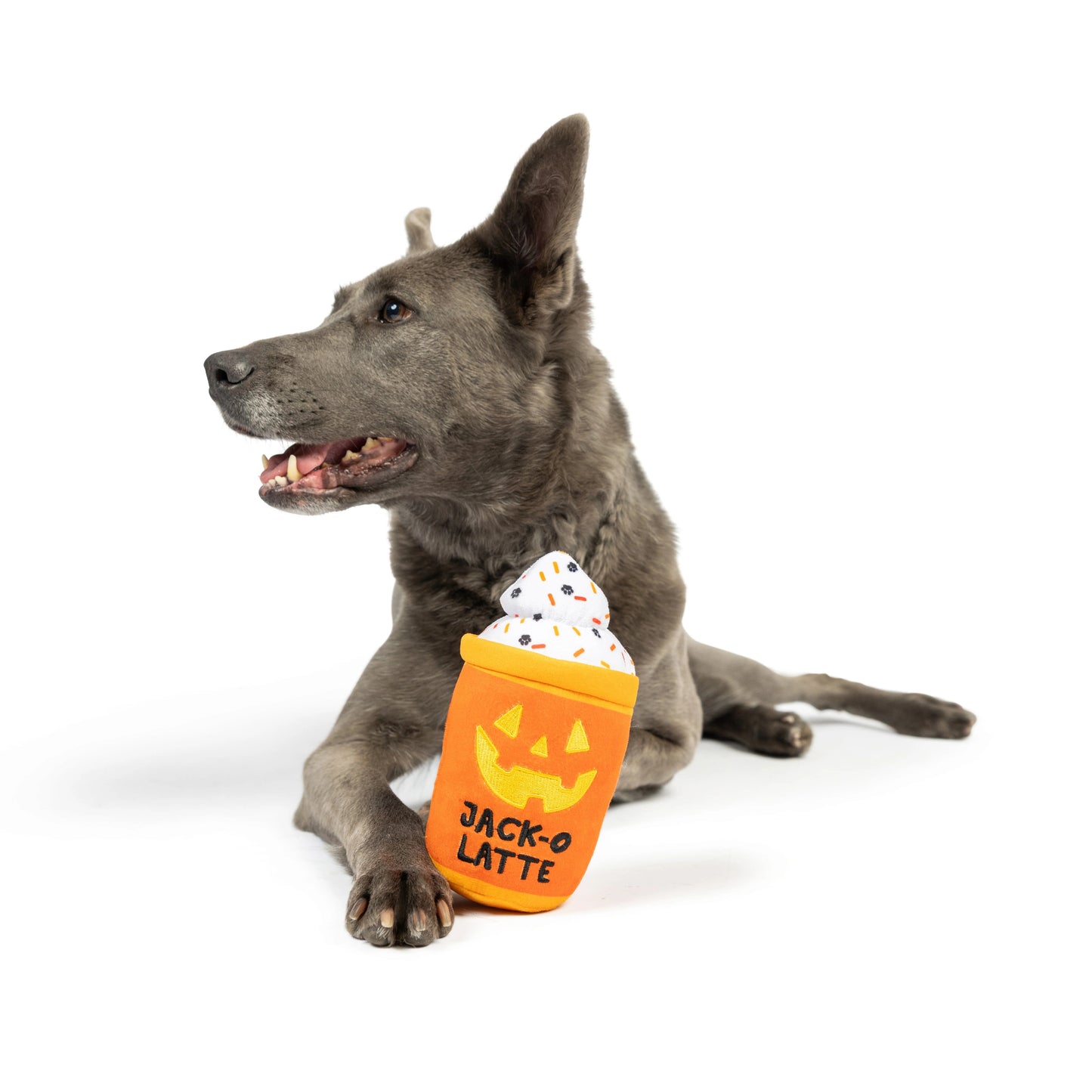 Jack-O-Latte Dog Toy