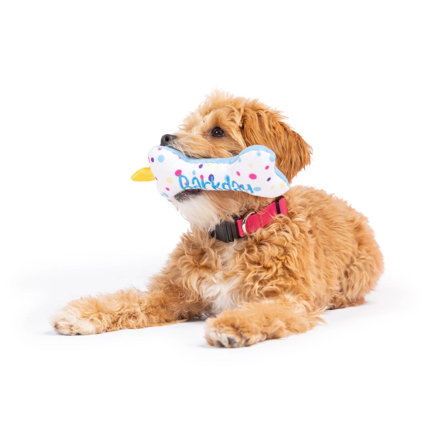 It's My Barkday! Bone Toy - Mini