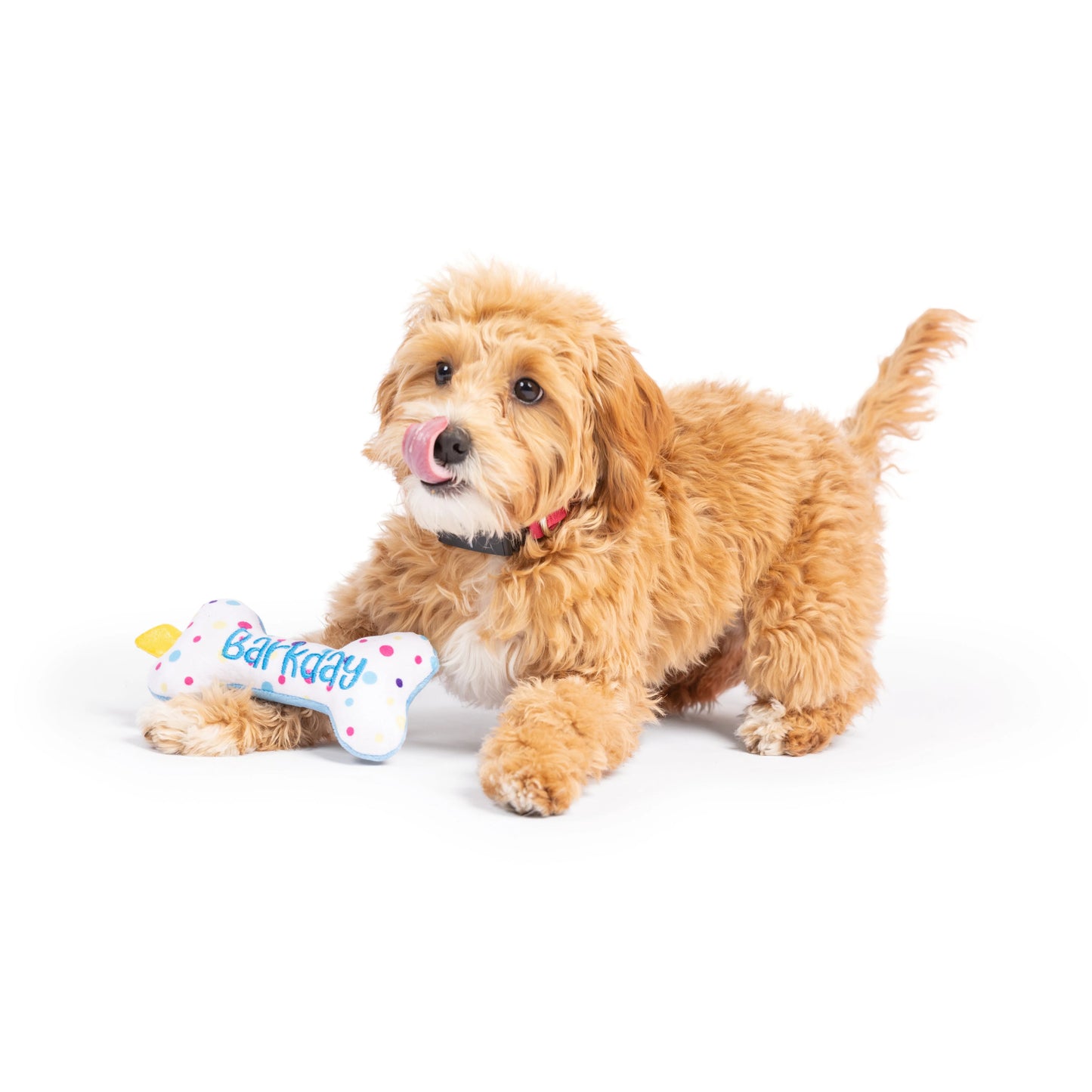 It's My Barkday! Bone Toy - Mini