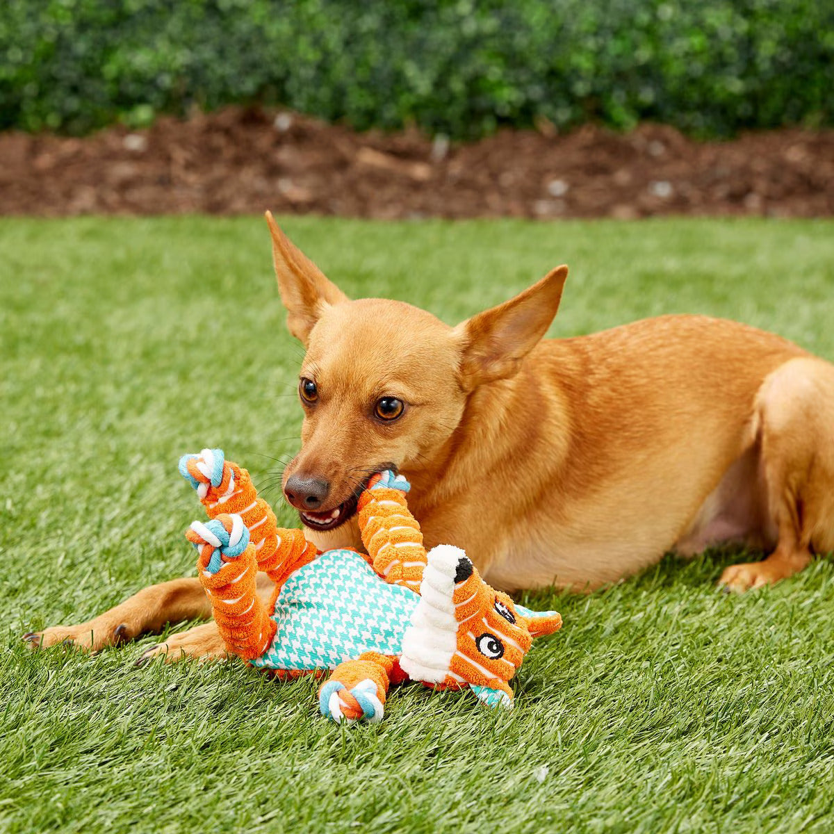 Floppy Knots Fox - Small/Medium