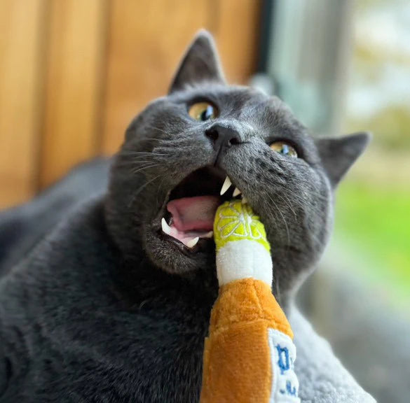 Purrona (Bottle & Ball) Catnip Toys