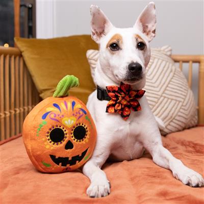 Sugar Skull Pumpkin Dog Toy