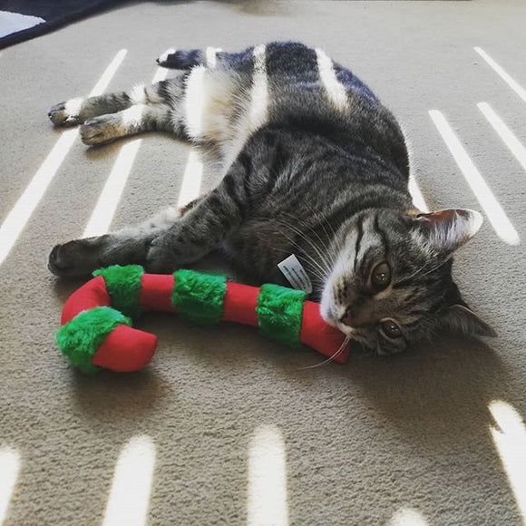 Shop for Cats