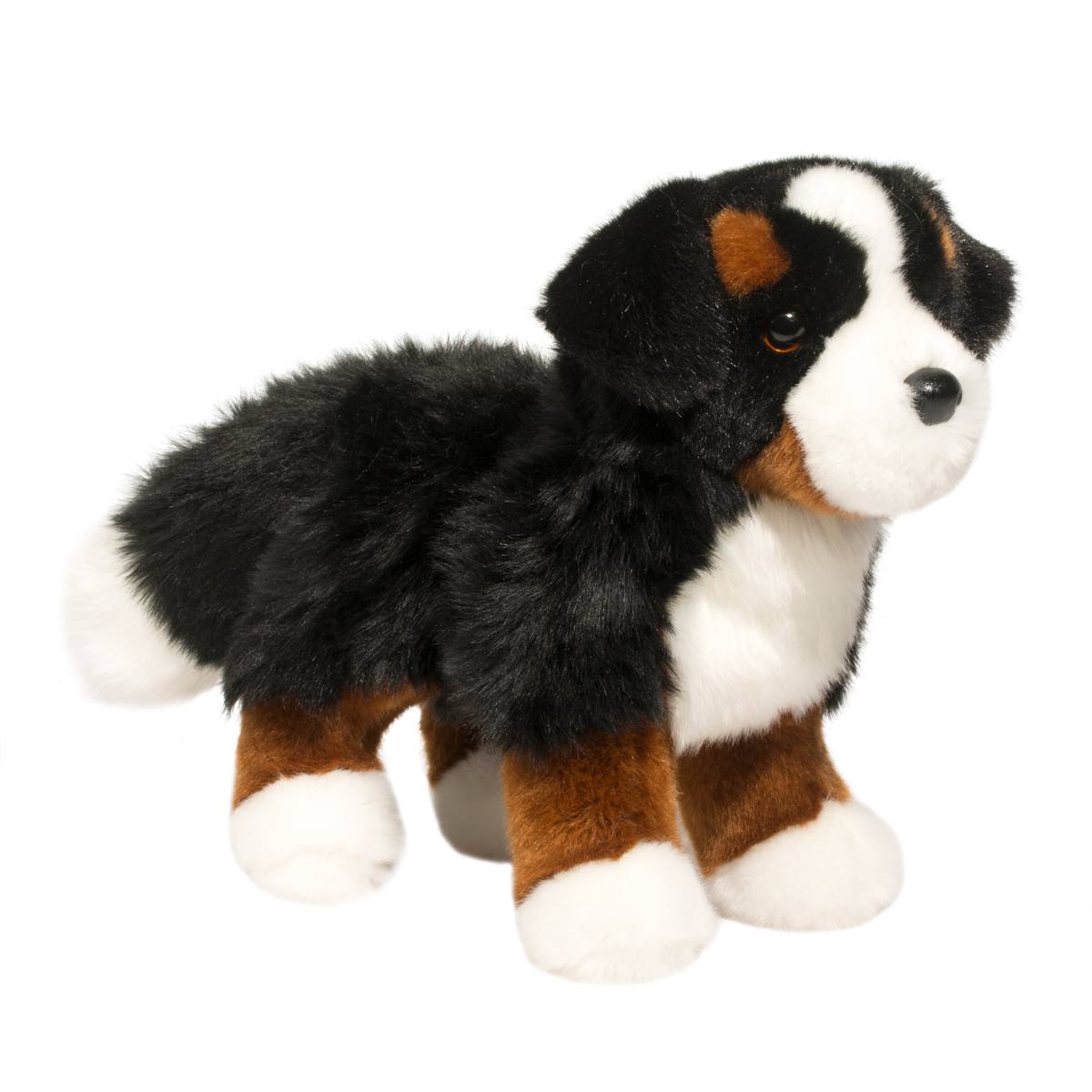 Stevie the Bernese Mountain Dog