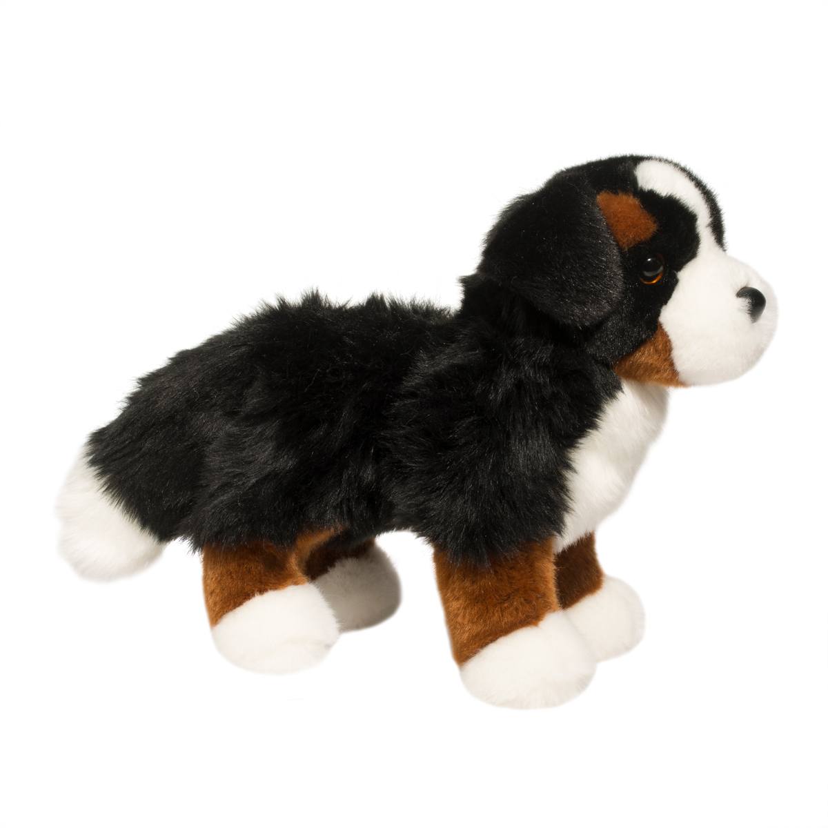 Stevie the Bernese Mountain Dog