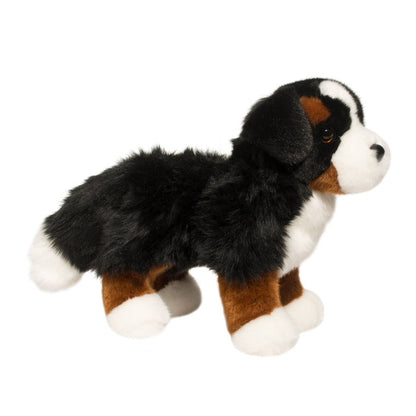Stevie the Bernese Mountain Dog