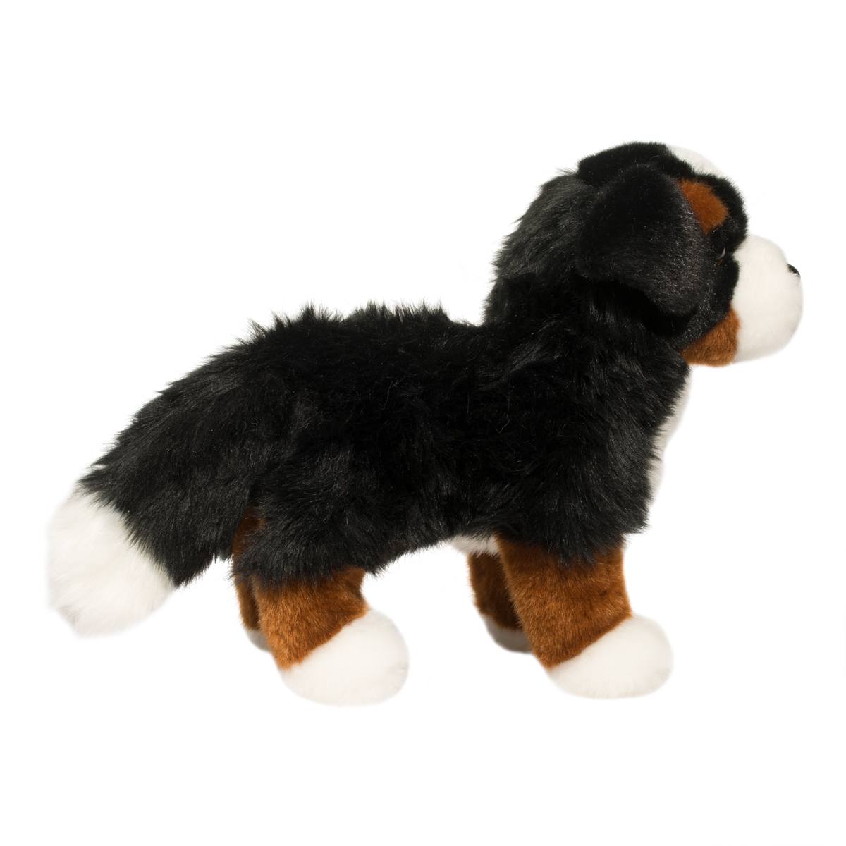 Stevie the Bernese Mountain Dog