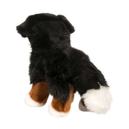 Stevie the Bernese Mountain Dog