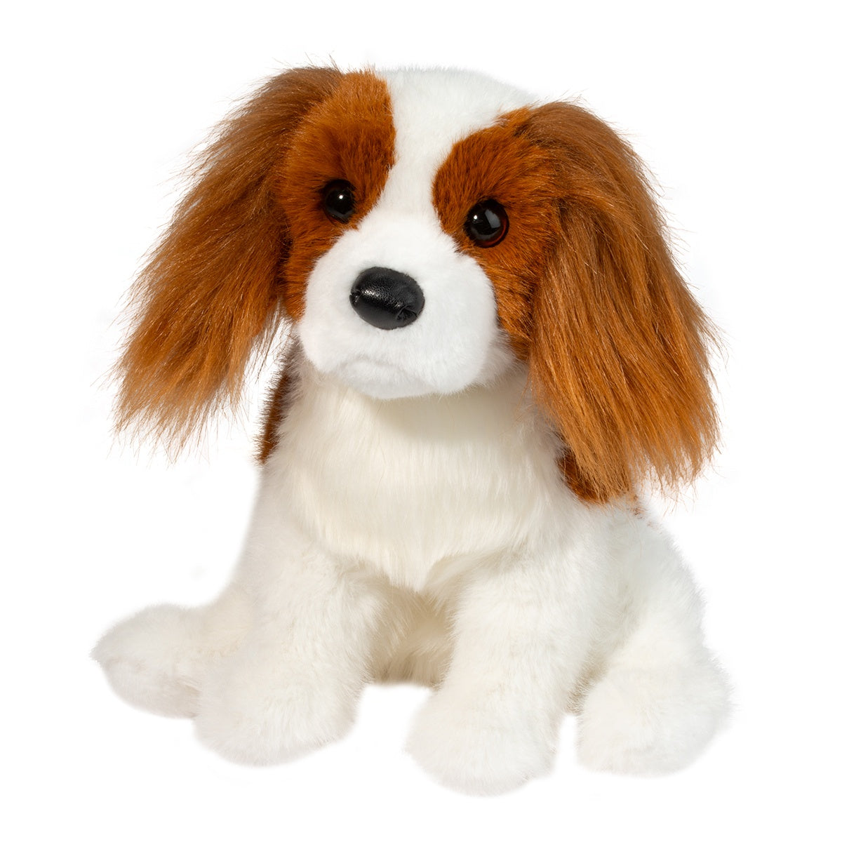 Kingsley the Cavalier King Charles Spaniel