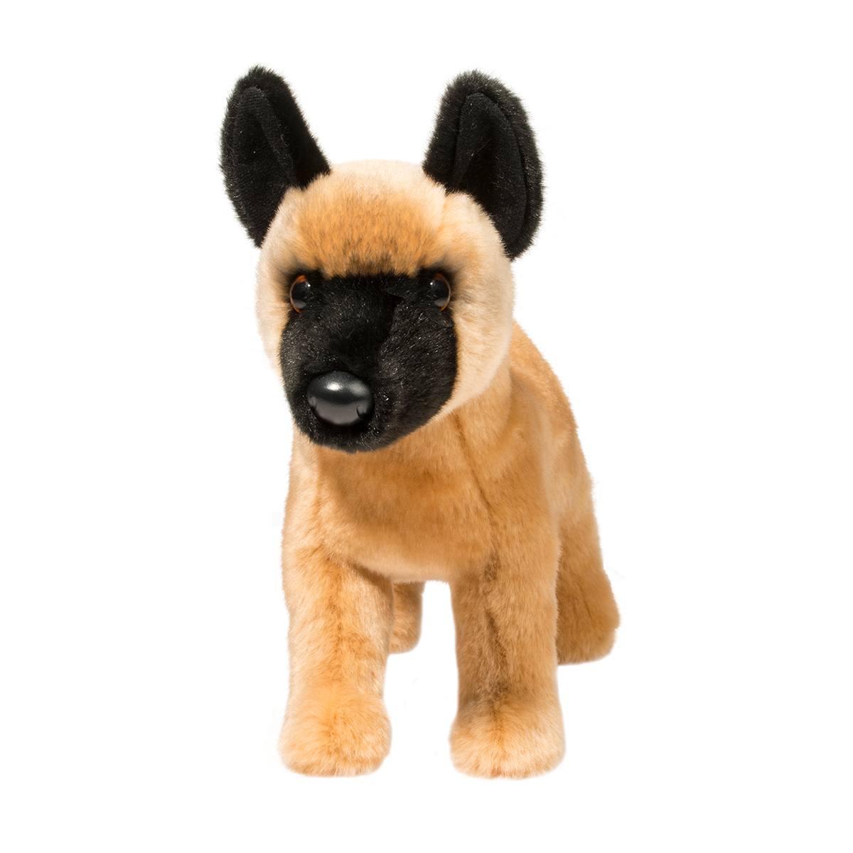 Klaus the Belgian Malinois