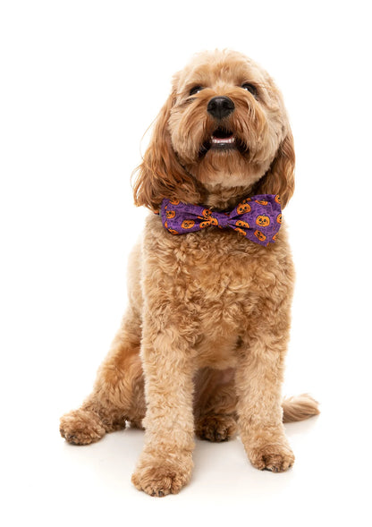FuzzYard Bowtie - Jackie Lantern Purple
