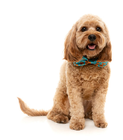 FuzzYard Bowtie - Jack-O-Lantern Teal
