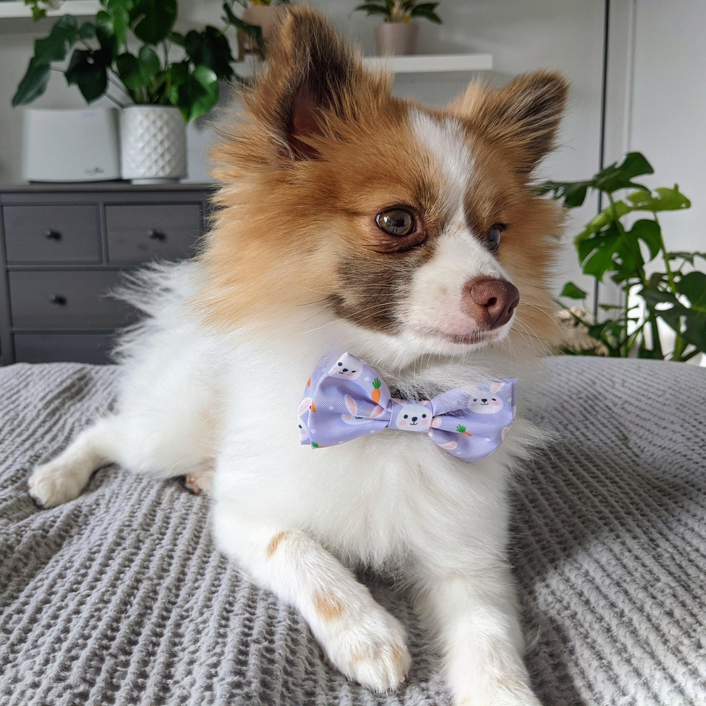 Funny Bunny Bow Tie - Multiple Sizes Available