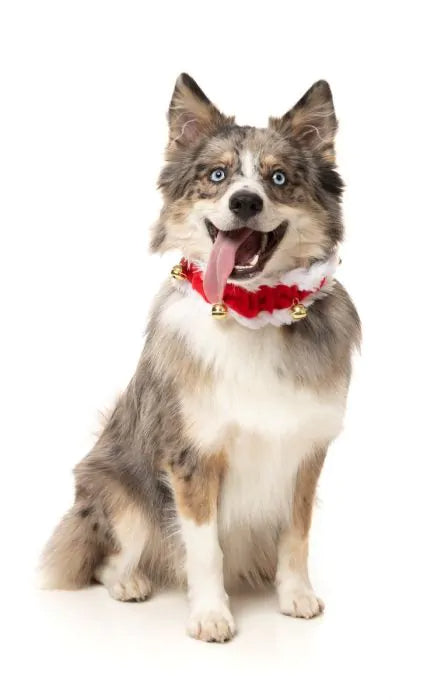 Jingle Bell Collar - Two Sizes Available